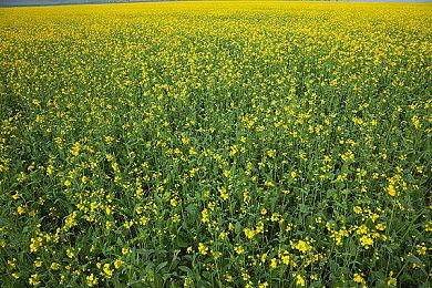 《漫威1943：九头蛇崛起》与电影对比视频 细节能以假乱真