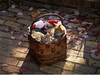 《哥特王朝：重制版》新截图 游戏发售日或于8月公布